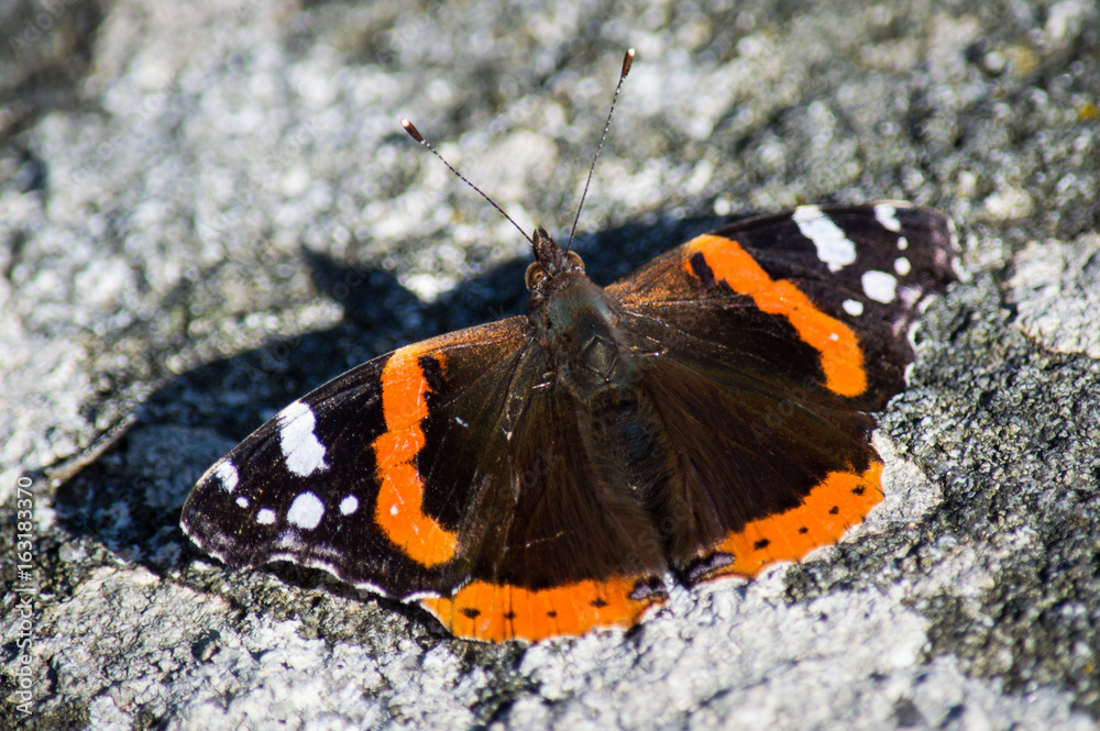 Naklejka premium Red admiral butterfly on stone