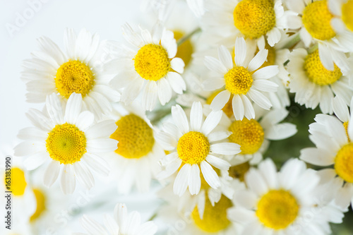 Chamomile or daisy flowers on white background. 