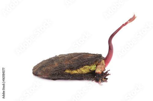 Mango seedling with seed and fresh leaves isolated on white