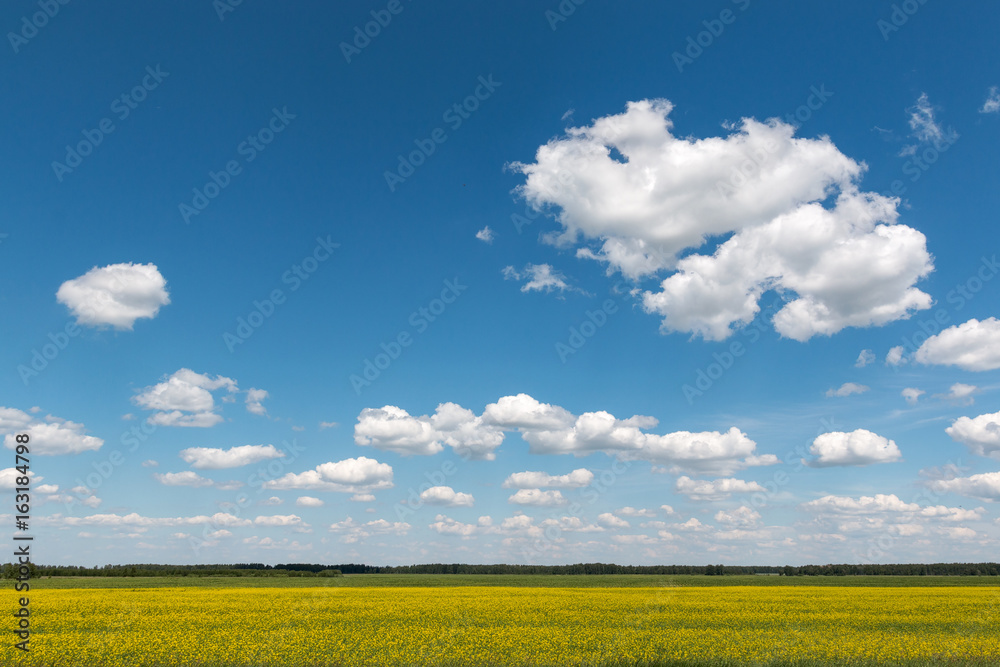 Blue sky with clouds over a field covered with yellow flowers Blue sky with clouds over a field covered with yellow flowers