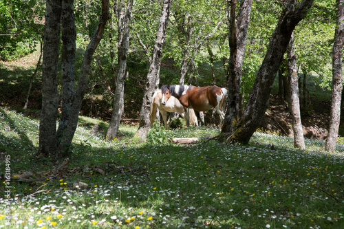 Cavalli selvaggi nel Parco Nazionale del Cilento e Vallo di Diano, primavera  Wild horses  © nidafoto