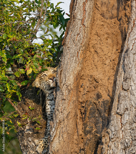 Leopard Cub Climbing Tree