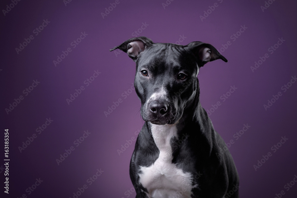 The dog is a pit bull Terrier posing in Studio The dog is a pit bull Terrier posing in Studio