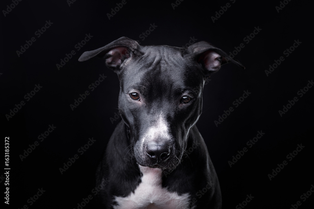 The dog is a pit bull Terrier posing in Studio