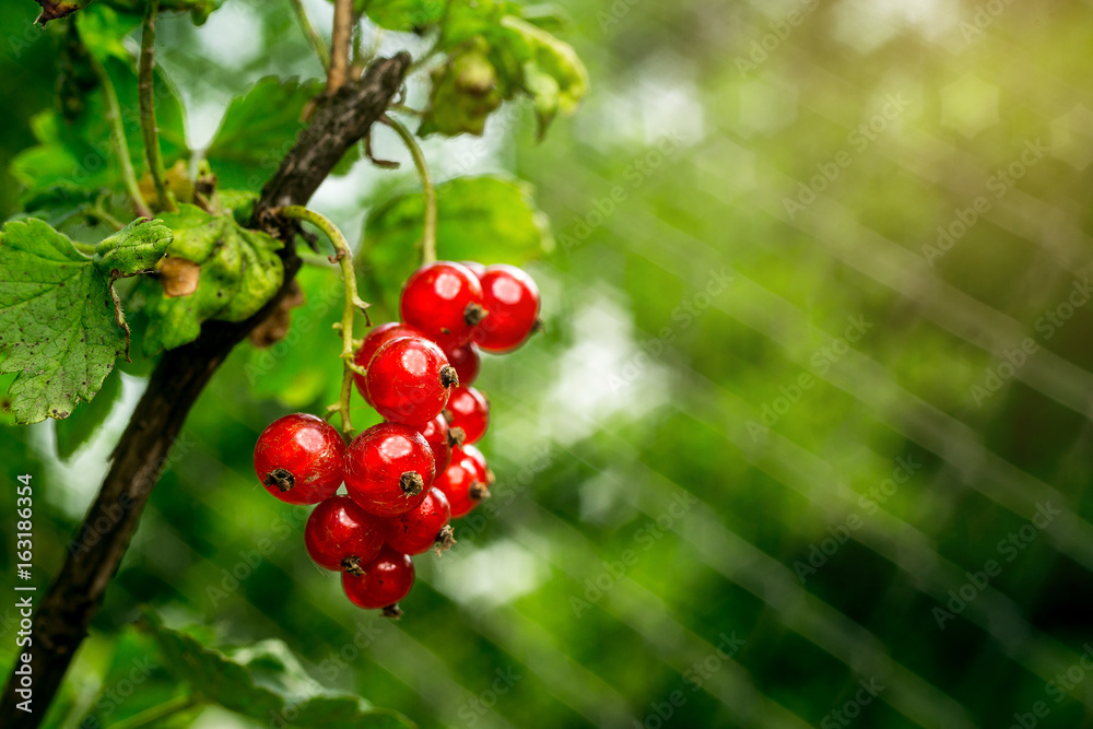 bush of red currant growing in a garden.Background of red currant. Ripe red currants close-up as background. Harvest the ripe berries of red currants.Summer Harvest bush of red currant growing in a garden.Background of red currant. Ripe red currants close-up as background. Harvest the ripe berries of red currants.Summer Harvest