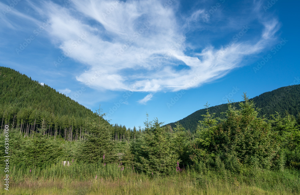 Forest Highway