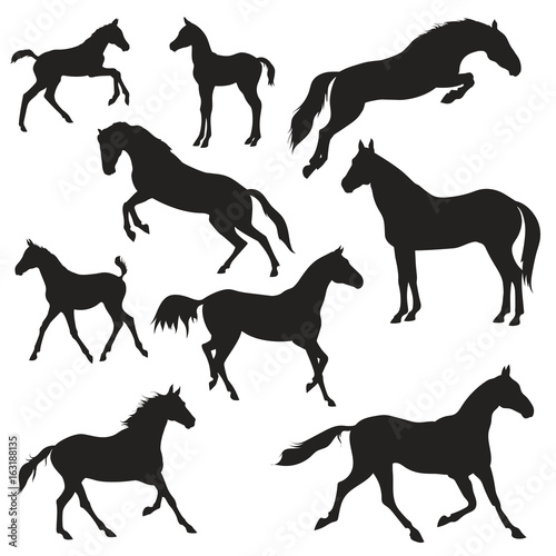 black horses silhouettes on white background