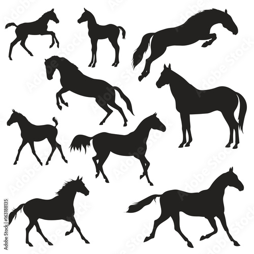 black horses silhouettes on white background