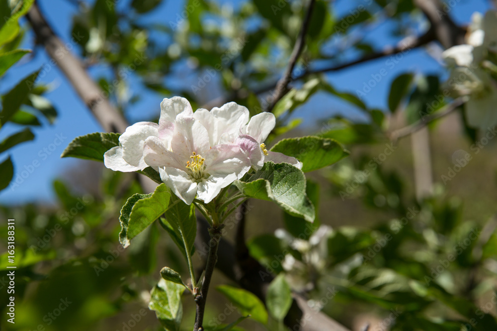 Naklejka premium Apple Blossom, Razavi Khorasan, Iran