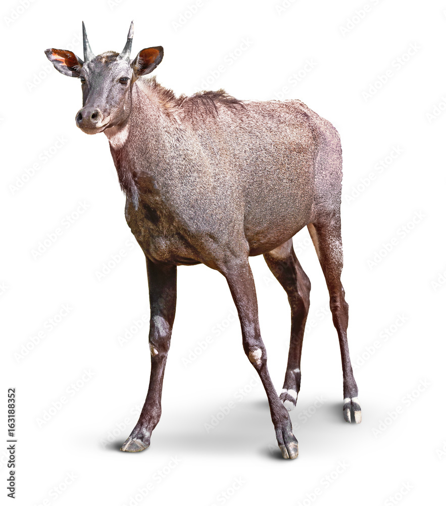 Fototapeta premium Cute neelgai antelope on white background