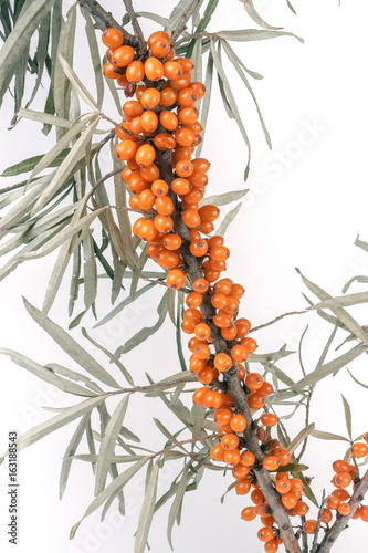 Sea buckthorn branch with leaves on white background