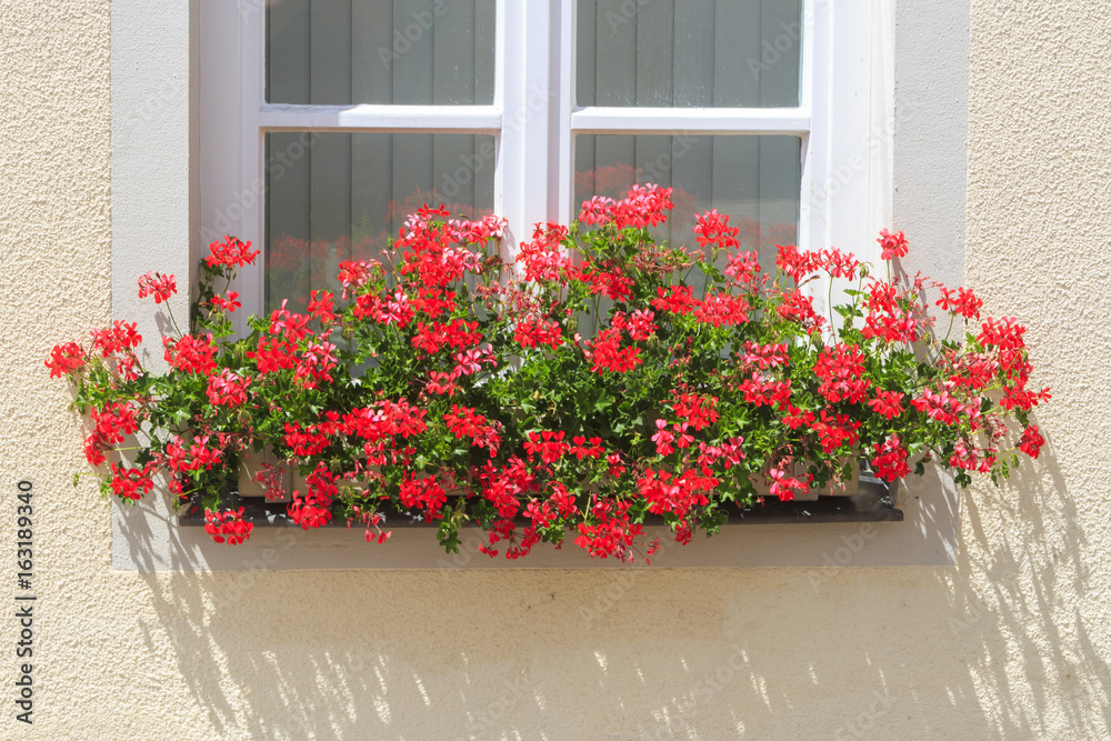 Naklejka premium Haus mit Geranien