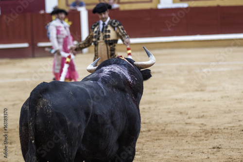 Toro en la plaza. Toro de lidia.