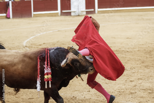 Torero y toro en la plaza. Tarde de toros. Fiesta Nacional.