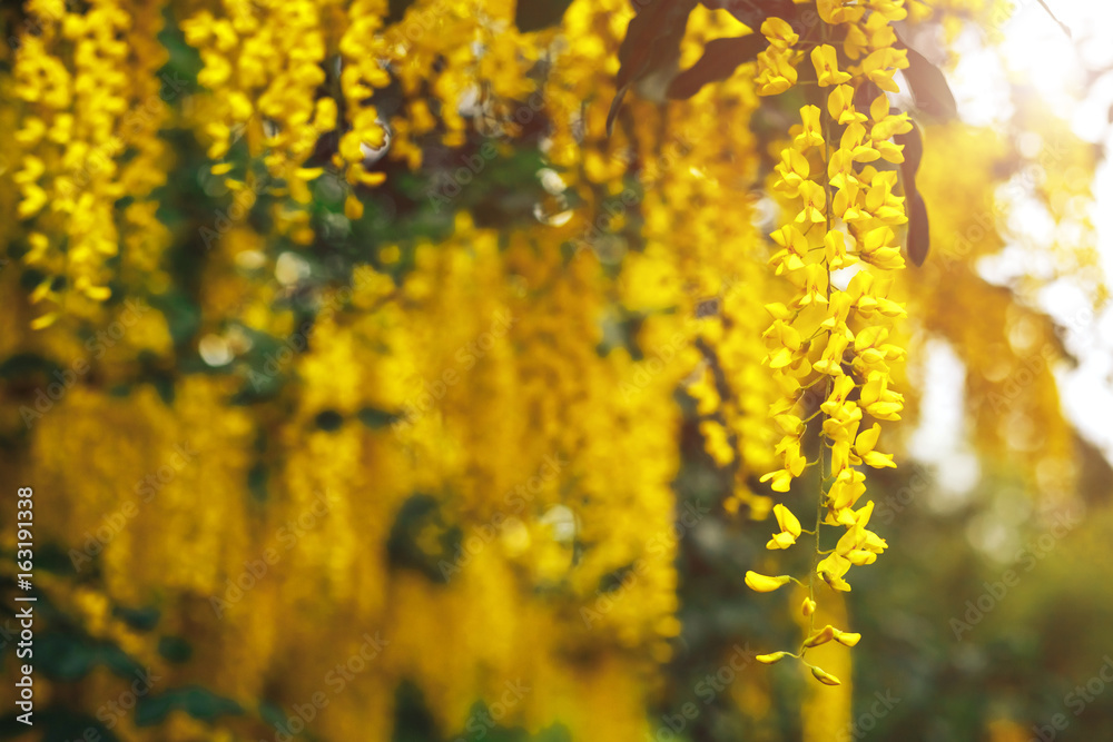 Obraz premium The great garden blooming yellow wisteria blossoms in Spring