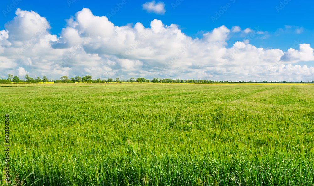 Green wheat field.