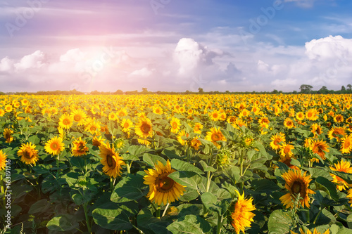 Country landscape with sunflowers field.