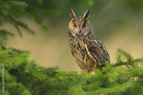 Europaean Long Eared Owl Asio otus - natural forest green background  photo