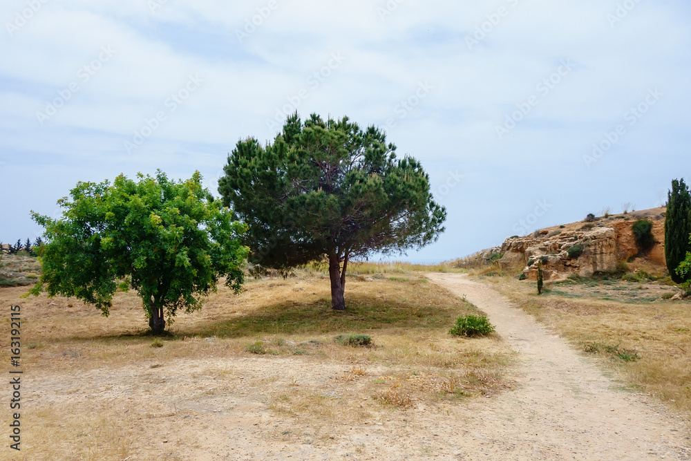 Fototapeta premium Two olive trees in Archeological park in Paphos