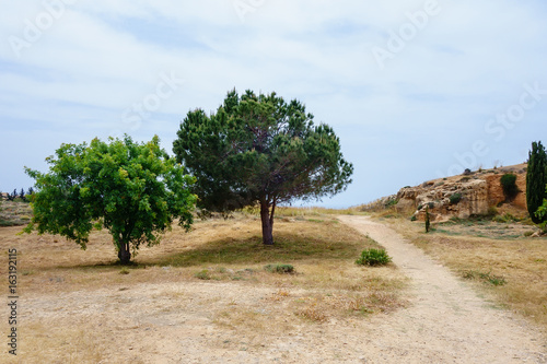 Two olive trees in Archeological park in Paphos
