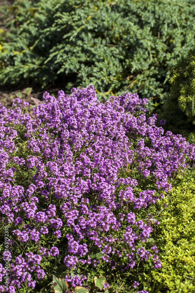 Thyme (Thymus vulgaris) blossoming in the garden of herbs. Thyme (Thymus vulgaris) blossoming in the garden of herbs.