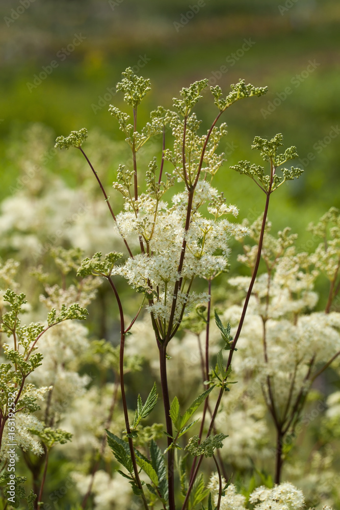 Filipendula ulmaria, commonly known as meadowsweet or mead wort. This plant contains salicylic acid (the basis of aspirin). Filipendula ulmaria, commonly known as meadowsweet or mead wort. This plant contains salicylic acid (the basis of aspirin).