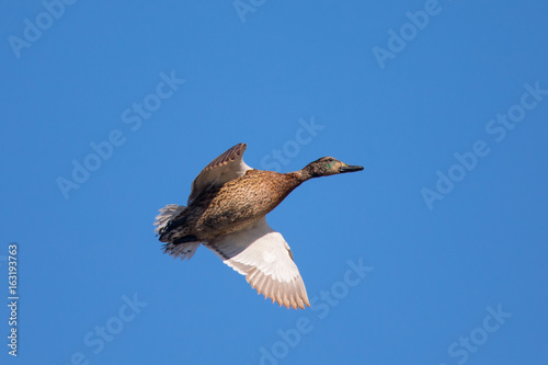 Wild duck flying