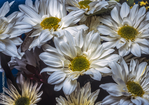 Daisy white yellow