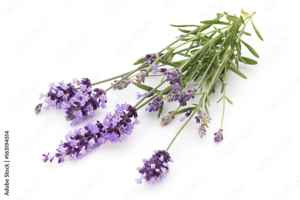 Fototapeta premium Lavender flowers.