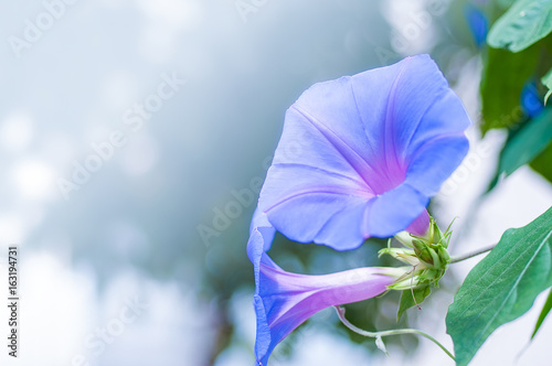 Konstfotografi 朝顔