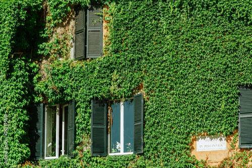 Plant on house in Rome. Italy, Europe © Ivan Kurmyshov