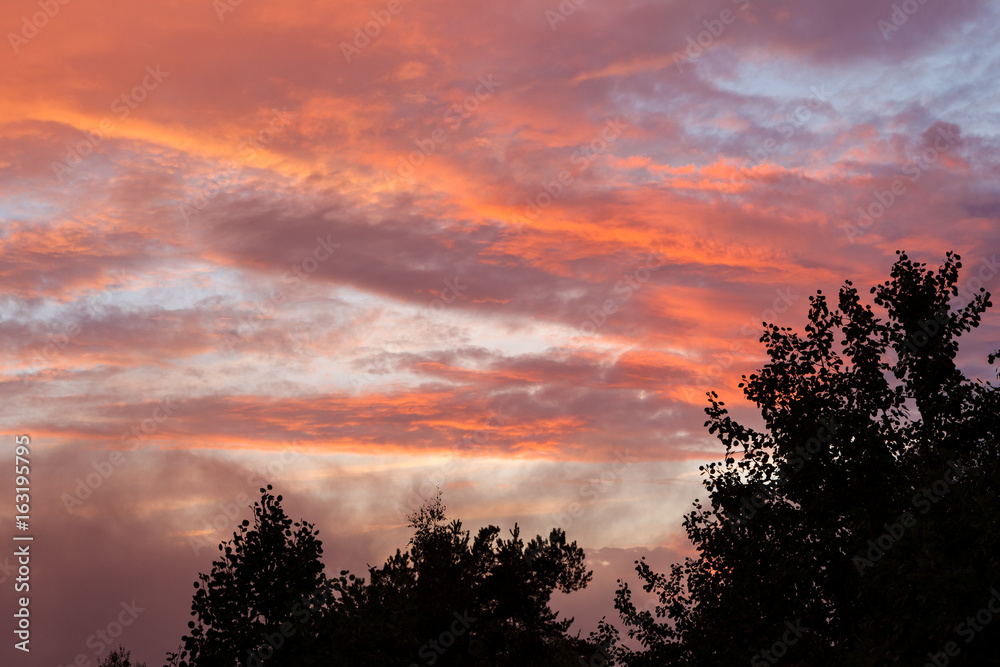 Treetop silhouettes and vibrant sunset clouds