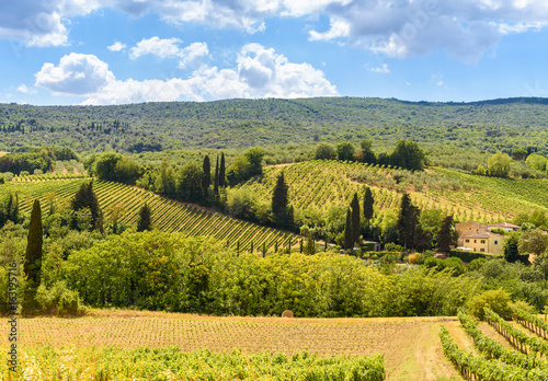 countryside in the summer with vineyard, tuscany, italy © Georgia K