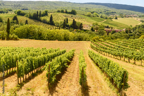 countryside in the summer with vineyard, tuscany, italy