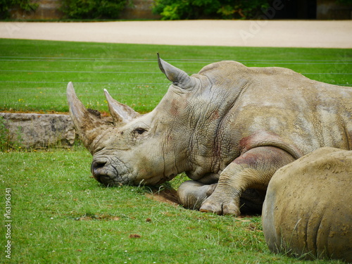 A resting rhinoceros