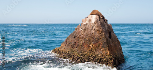 Sea Lion sunning on Pinnacle Rock at Lands End in Cabo San Lucas Baja Mexico BCS photo