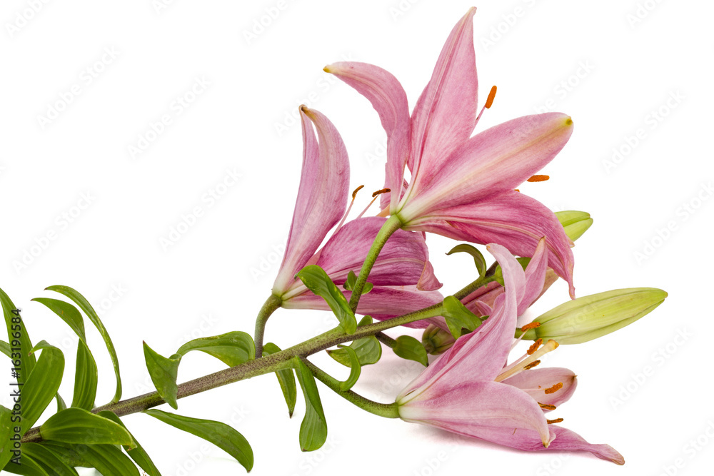 Flower of a pink lily, isolated on white background
