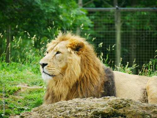 A male lion side view