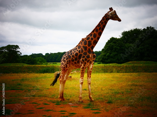 Canvas Print Giraffe standing in a field