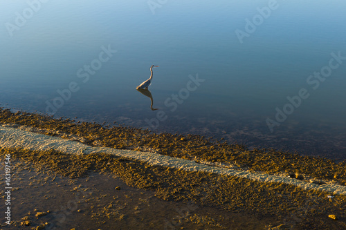 Blue Heron Hunting in Still Water, Tempe, Arizona, USA, horizontal