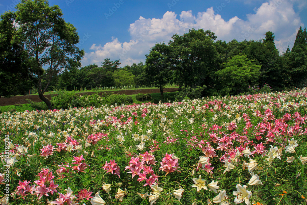 くじゅう花公園