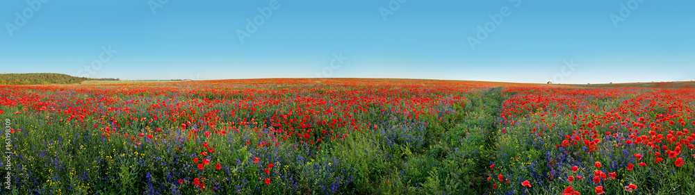 Panoramic view of field covered with flowers poppies and bells