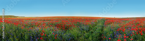 Panoramic view of field covered with flowers poppies and bells