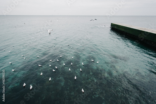чайки сидящие на воде в чёрном море