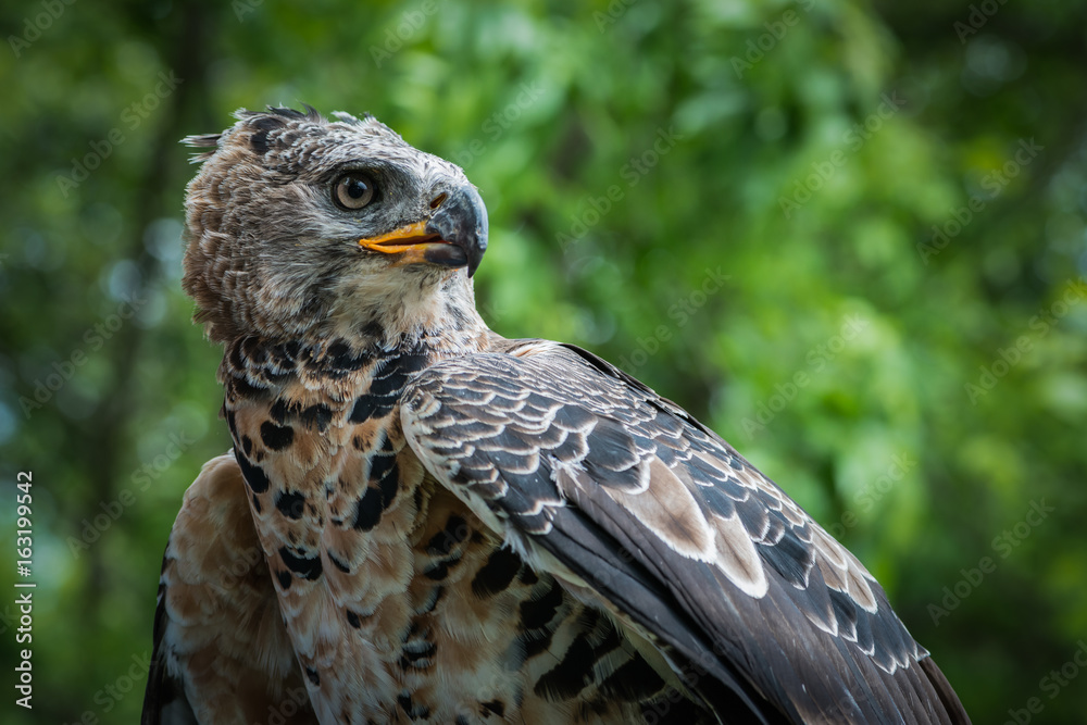Obraz premium African Crowned Eagle