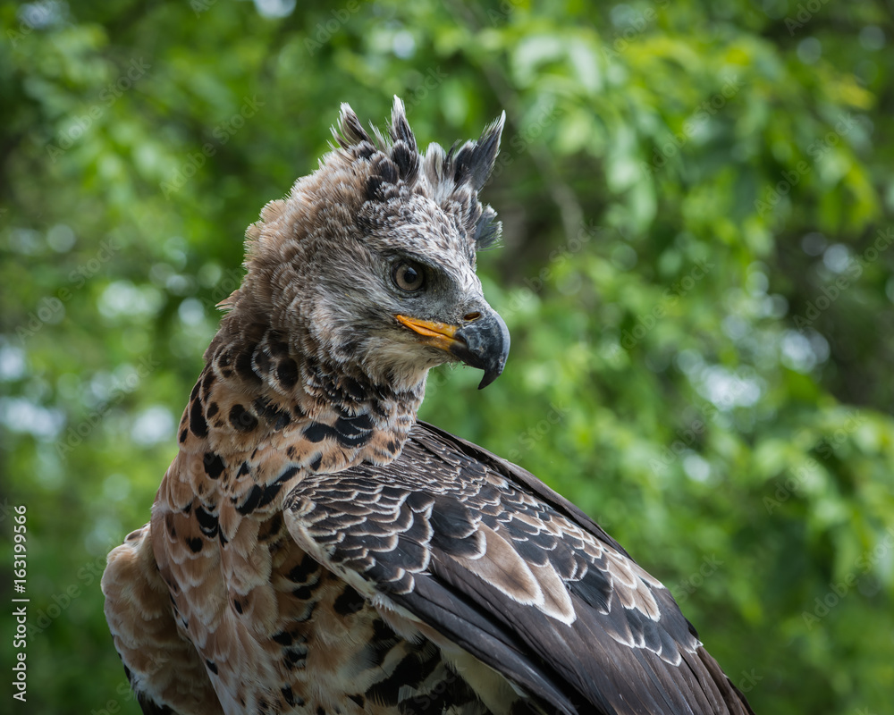 Obraz premium African Crowned Eagle