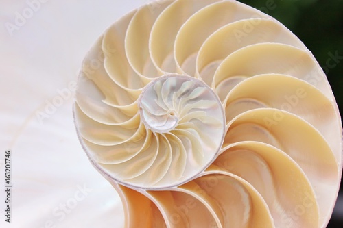 shell pearl fibonacci nautilus section spiral symmetry background half coral cross golden ratio structure growth close up stock photo photograph ( pompilius nautilus ) image picture