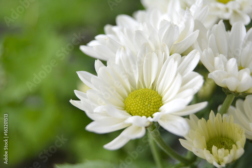 White chrysanthemum flowers macro image, floral background