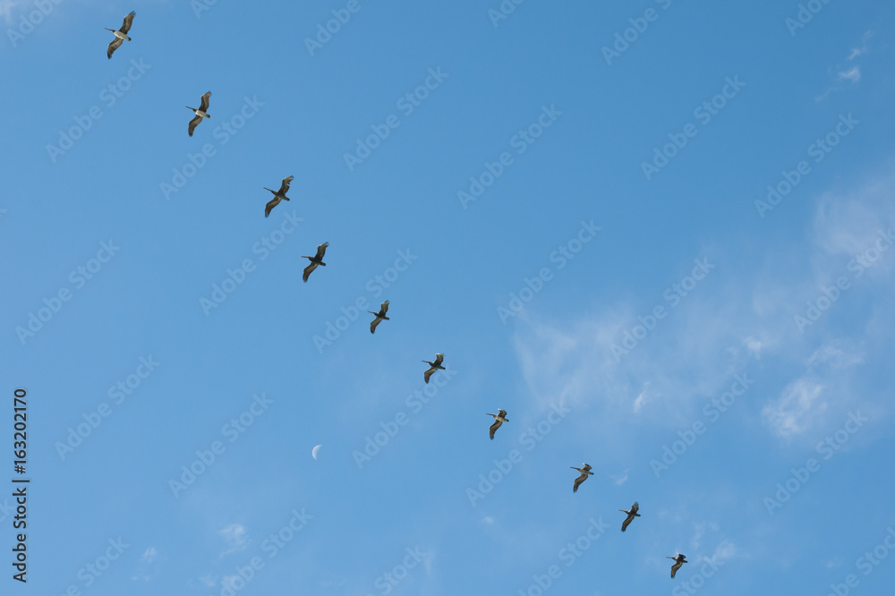 Fototapeta premium Pelicans in Single Row Flight - Vina Del Mar - Chile
