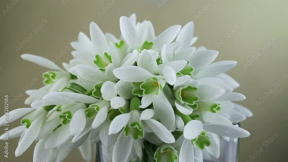 Bouquet of snowdrops in a glass, the first spring flowers. Footage, HD 1080i
Bouquet of snowdrops in a glass, the first spring flowers. Footage, HD 1080i